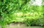 cuttlebrook
